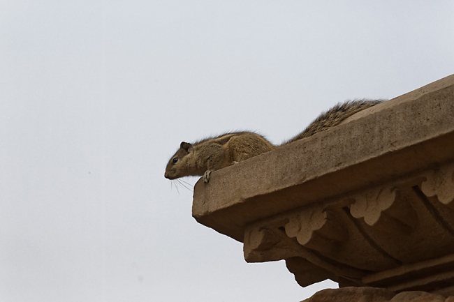 Khajuraho-Western group-041